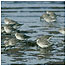Group of Knot c/o RSPB Images /Andy  Hay