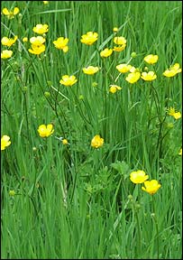 Jon Wright's photo of buttercups