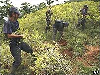 Campo de produção de coca na Colômbia