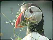 Puffin  by Charles Kinsey