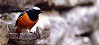an image of a Redstart, copyright Derek Belsey/BTO.