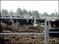 Bò sữa ở Gorodets