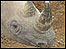 Rhino
