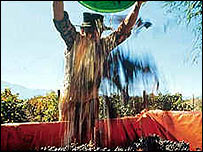 Colheita de uvas para vinho no Chile