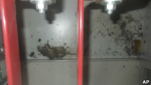 東電說，一隻長約25厘米的老鼠屍體上有觸電痕跡