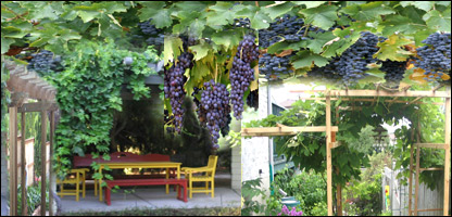 چيله  انگور