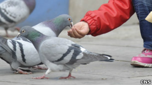 山西太原五一廣場一名兒童戴著口罩餵鴿子(中新社圖片5/4/2013)