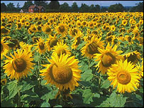 گل آفتابگردان