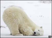 Urso polar brinca no gelo