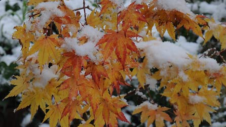 Eira ar ddail Acer palmatum