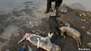 海黃浦打撈死豬屍體