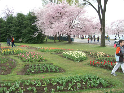 عکس از مرسده شیخ 