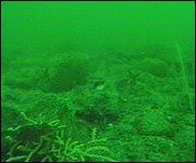 Damaged coral in Lyme Bay