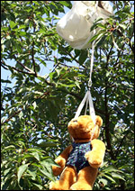 A teddy lands in a tree