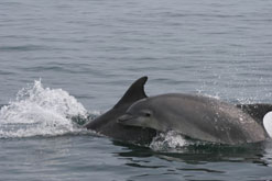 female bottlenose dolphin and her calf