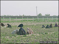 زنان کشاورز در بلخ