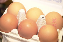 eggs