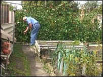 Man in his allotment