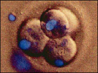 Clone de embrião, Biomed