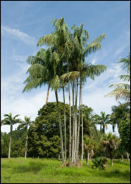 Cyrtostachys bakeri (Foto: RBG Kew)