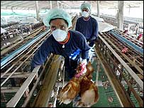 مرغداری آلوده در تايلند