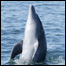 ڈولفن