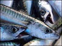 मछलियाँ