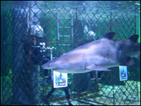 Dupla dentro de gaiola de aço observa tubarão