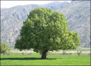 عکس از داوود