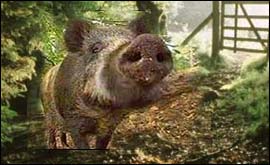 Wild boar 