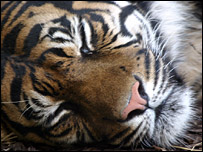 Bạn có nằm mơ bằng tiếng Anh không?