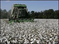 कपास के खेत