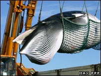 Baleia sendo carregada.