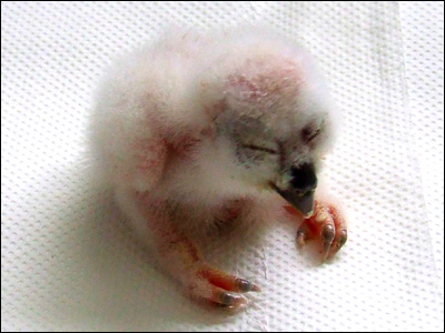 A baby spectacled owl, at 3 days old.