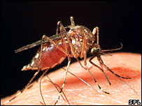 پشه مالاریا