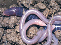 Boulengerula taitanus se alimenta da mãe (Foto: A. Kupfer)