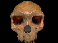 انسان هایدلبرگی