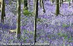 bluebells