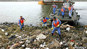 黄浦江打捞死猪
