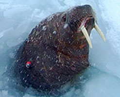 Image of a walrus
