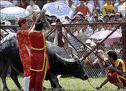 Ông Phú có tiếng là người luyện trâu rất giỏi