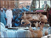 Frangos no sacrifício