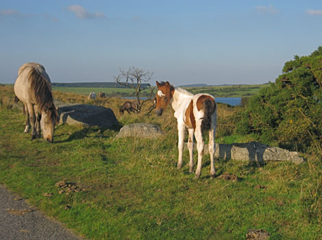 Bodmin Moor Ponies taken by Stephanie Murray