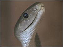 क्या साँप के कान होते हैं...