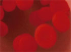 Red blood cells