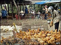 Mais de 20 mil frangos já foram sacrificados no Vietnã em janeiro