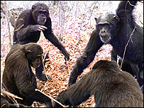 گروه شامپانزه ها