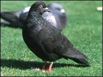 Pigeon