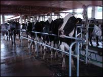 Produção de leite em Mococa