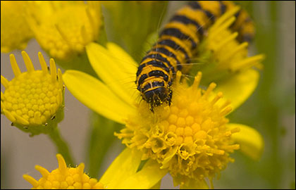 Cinnabar Moth Caterpillar